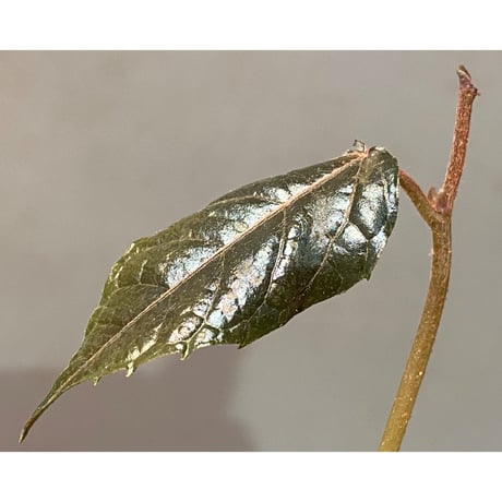 Pterisanthes sp. from Sidikalang [R0817-01c]