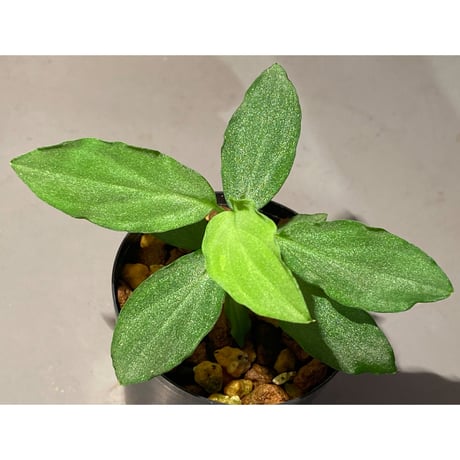 Homalomena sp. "Sunshine Natal"BNN from Sibolga timur [AZ1217-6]