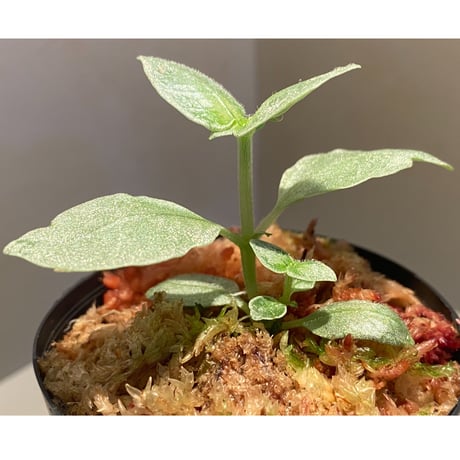 Argostemma sp. from Lebong Bengkulu sumatera [TB]