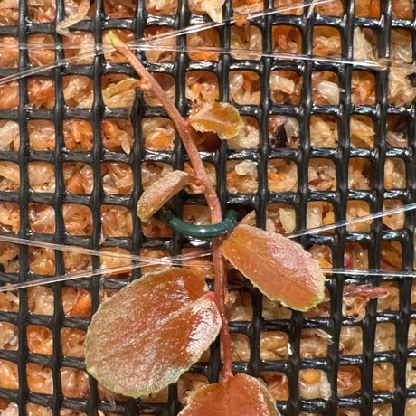 Marcgravia sp. "Dark type" from Tarapoto Peru alt1,000m