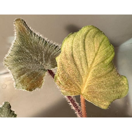 Homalomena sp. (cf. pexa) from Aceh Sumatera