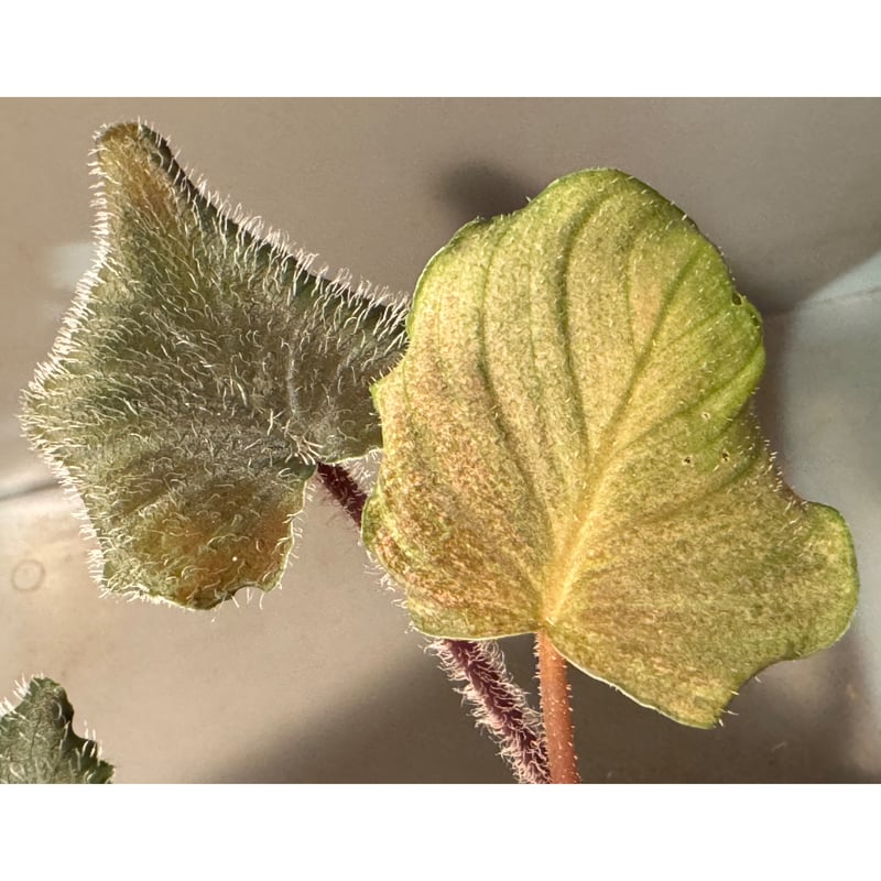 Homalomena sp. (cf. pexa) from Aceh Sumatera |