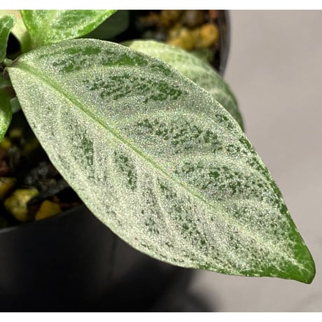 Acanthaceae gen. from Selangor alt 400 [TK050315]