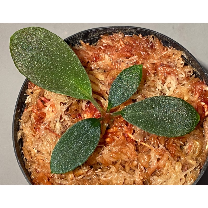 Homalomena sp. from Sumatera Utara [LA0318-01]