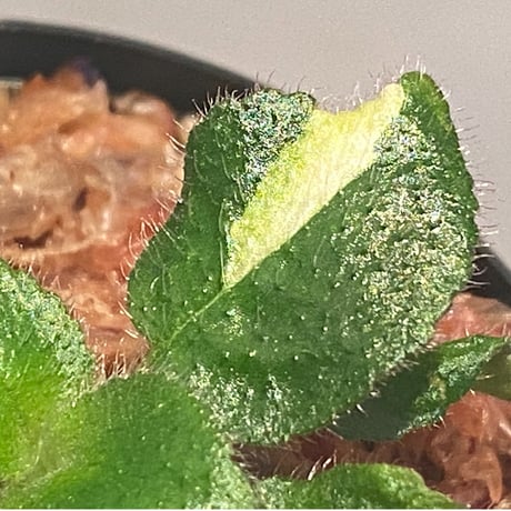 Deinostigma sp. "Bit" from P.Lingga [AZ0517-13]