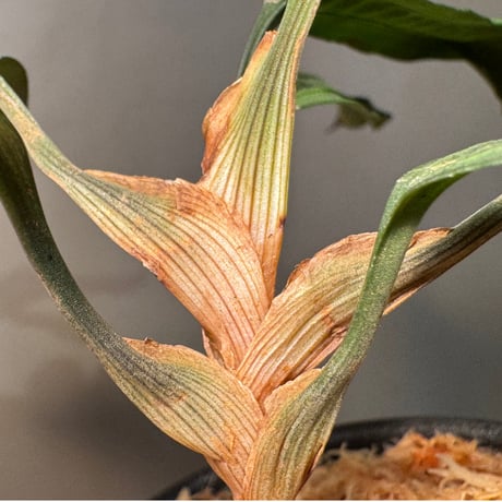 Mapania cuspidata from Bengkayang West Kalimantan