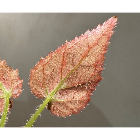 Begonia sp. from Sumatera Utara [HW0816-01]