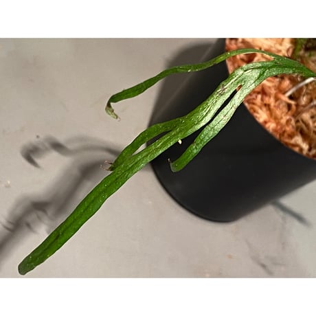 Microsorium sp. from Saripoi [LA0515-02]