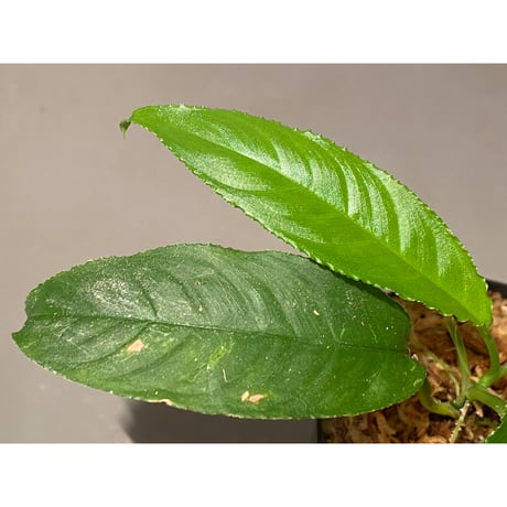 Unknown from Iquitos Peru [tanakay]