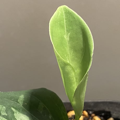 Aglaonema pictum 白モザイク CW1302 西スマトラ [TB]