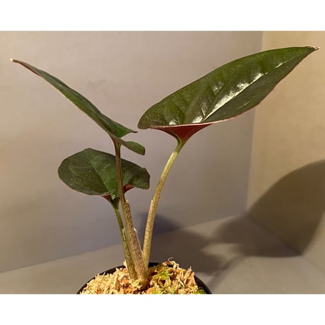 Syngonium sp. from Choco Colombia [tanakay]
