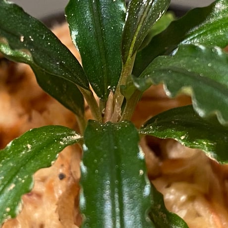 Bucephalandra sp. "MEDUSA"