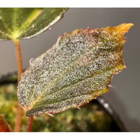 Begonia '煉獄-参' [LA hyb.-f1-01]