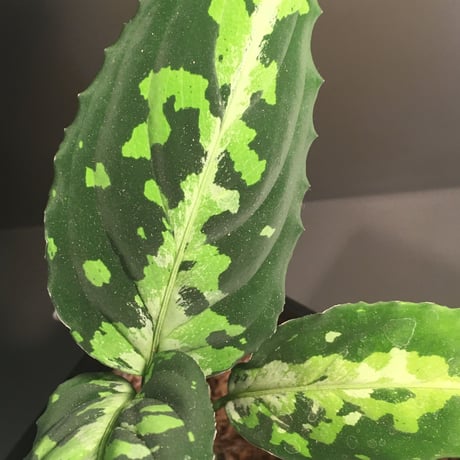 Aglaonema pictum from Sumatera Utara NO415 [KN]