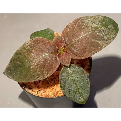 Ophiorrhiza sp. from Papua Barat[LA0319-01]