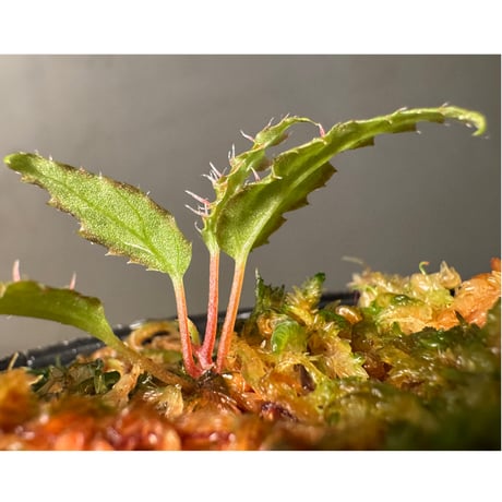 Begonia ambodiforahensis from Madagascar [LA0022-05z]