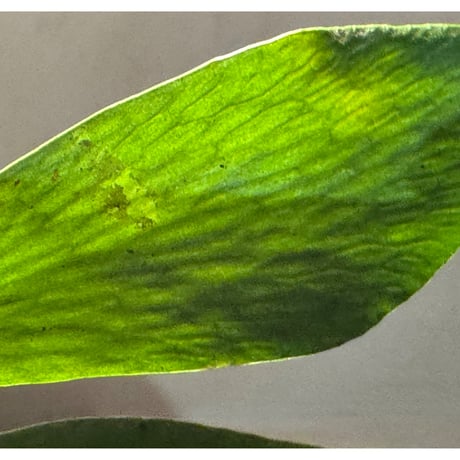 Antrophyum sp. from Aceh sumatera