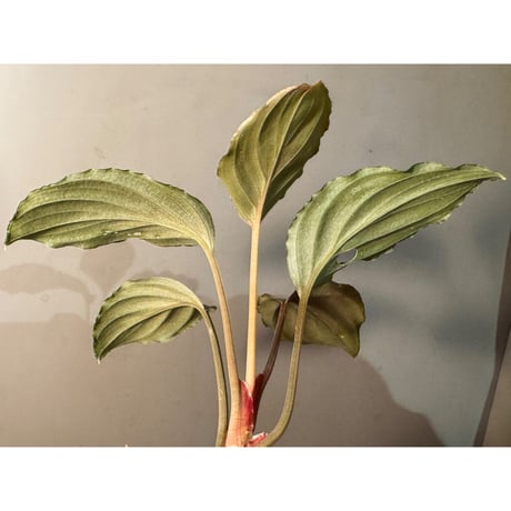 Homalomena sp. "Red" from Bogor