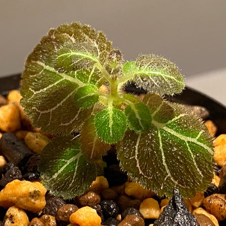 Pearcea hypocyrtiflora from South America