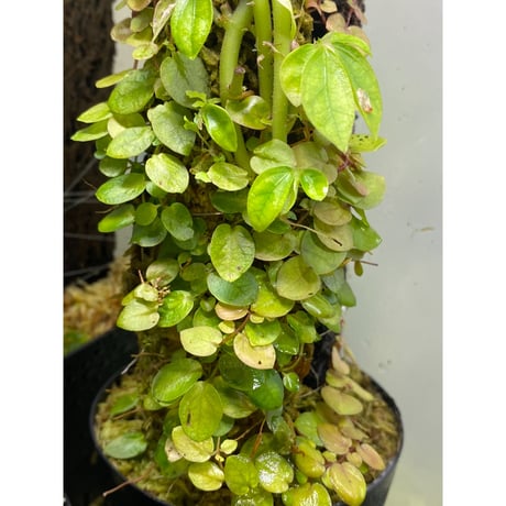 Ficus sp. from Aceh sumatera [LA0616-04]