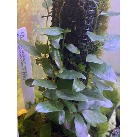 Ficus sp. "Muara wahau" white Kalimantan timur [TB]