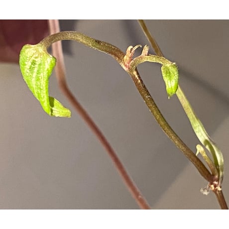 Dioscorea dodecaneura (discolor) from Ecuador