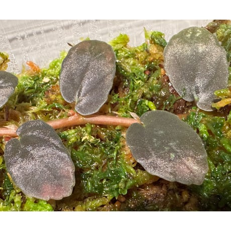 Pellionia sp. from Binh Dinh Vietnam