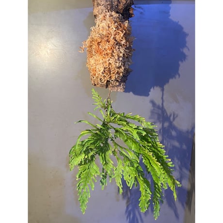 Selaginella sp. from Sangkhlaburi Kanchanaburi Thailand