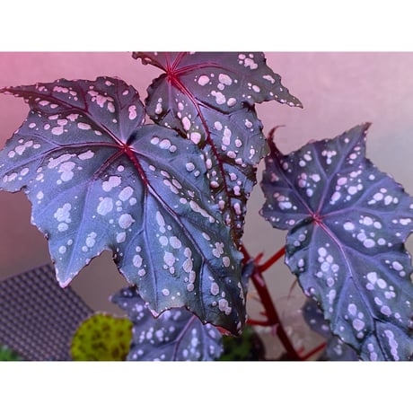 Begonia laruei from Berastagi [R0815-01]