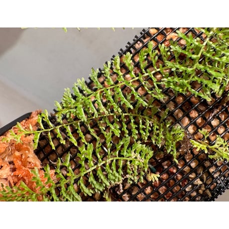 Lindsaea repens from Landak West Kalimantan