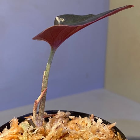 Syngonium sp. from Choco Colombia [tanakay]