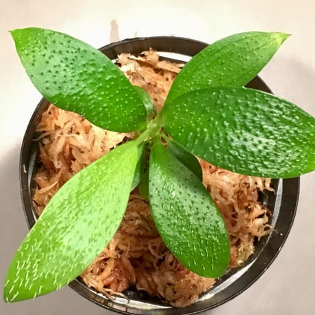 Homalomena hasei "狐尾" from Aceh Sumatera [LA0214-4]