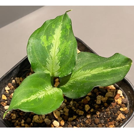 Aglaonema pictum JCS from Sumatera Barat [AZ0413-2a]