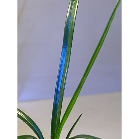 Mapania sp. from "Nanga pinoh" Melawi Kalimantan barat [TB]