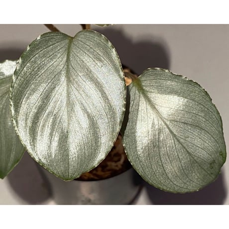 Homalomena sp. "Red" from Bogor
