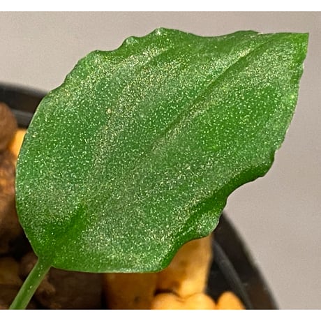 Homalomena sp. from Solok sumatera [LA0214-3]