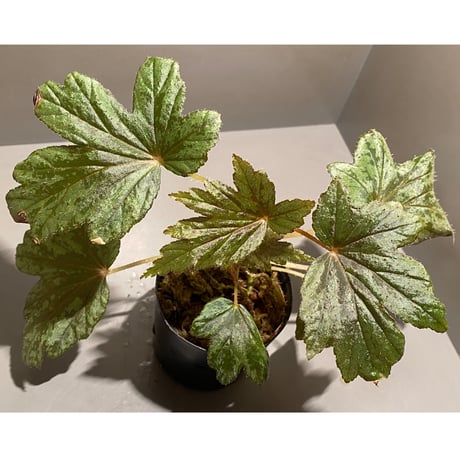 Begonia cv. Jaggy [LA0314-00-f1]