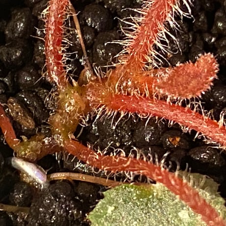 Begonia sp. from Cao Bang [YH050519] TK