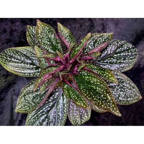 Sonerila sp. wf1 from Phang Nga Thailand [KZT]