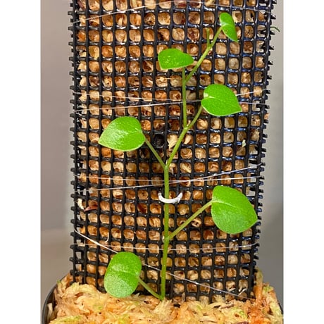 Peperomia sp. from Choco Colombia [tanakay]