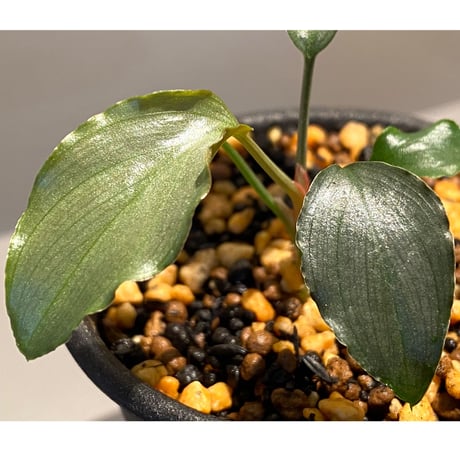 Homalomena sp. from West Java