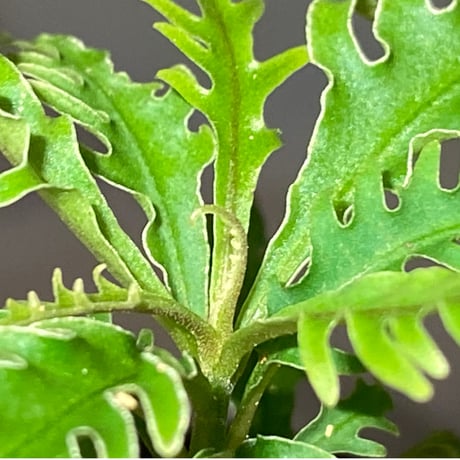 Labisia sp. "Serawai" Kalimantan barat [TB]