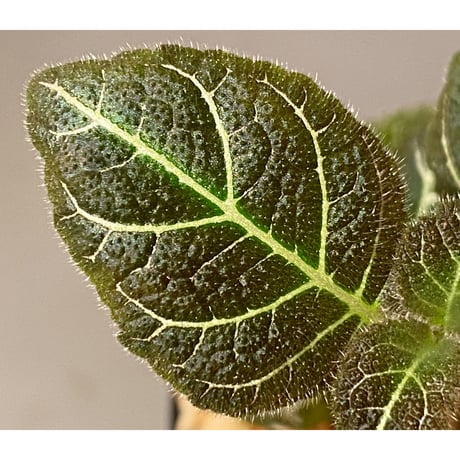 Pearcea hypocyrtiflora from Rio Napo Ecuador [tanakay] 白葉脈