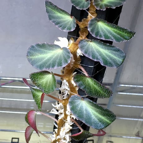Begonia thelmae from Brazil