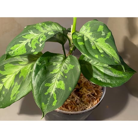 Aglaonema pictum "Blue Nias" from Pulau Nias [AZ0912-3.5]
