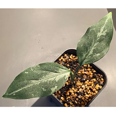 Aglaonema pictum from Sumatera A2 [TK070918]