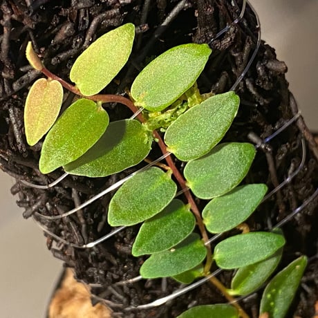 Marcgravia sp. from Colombia [LA0316-03]