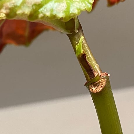 Begonia sp. "雪の宿" from Lampung sumatera [LA0217-01]