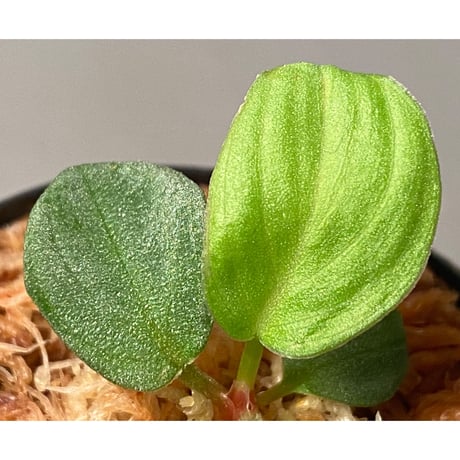 Homalomena sp. "月輪" from Sumatera Utara [LA0318-01]