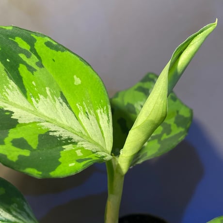 Aglaonema pictum "マルチカラー白玉" D.F.S from Sumatera barat [AZ0912-1]